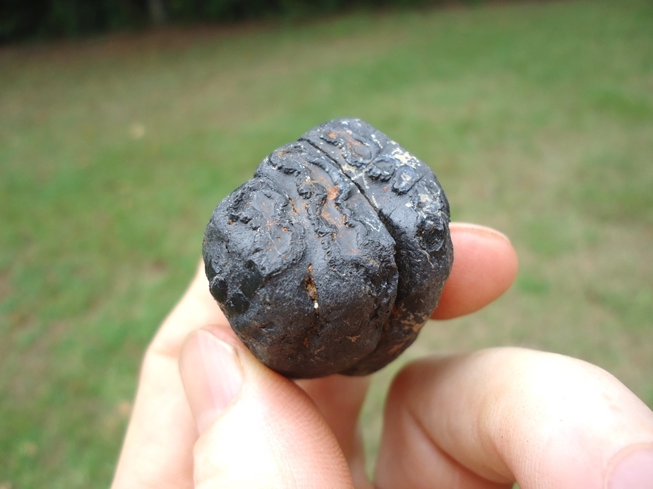 Large image 3 Bargain Price Juvenile Mammoth Tooth