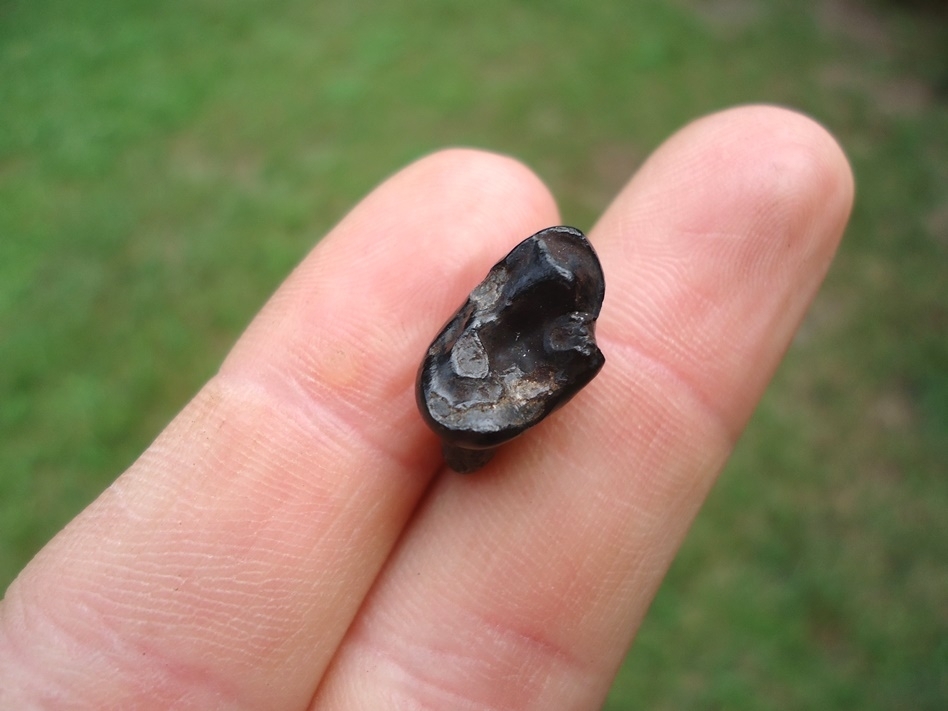 Large image 1 Uncommon Otter Upper Molar