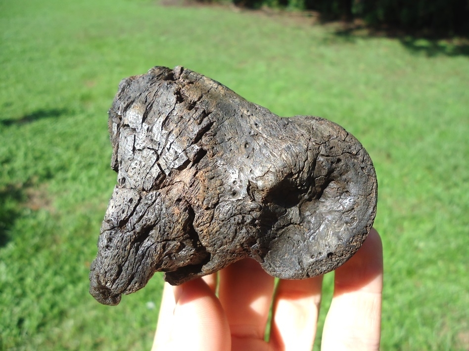 Large image 1 Unique Fused Ground Sloth Phalanges
