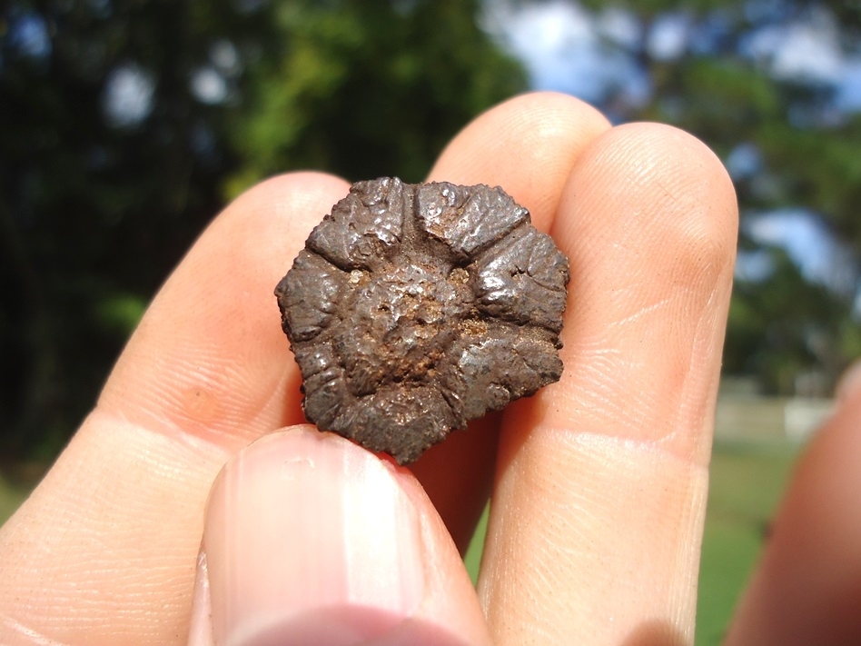 Large image 4 Very Rare Pachyarmatherium Scute