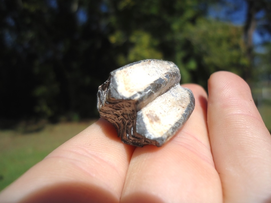Large image 3 Classic Bone Valley Three Toed Horse Tooth