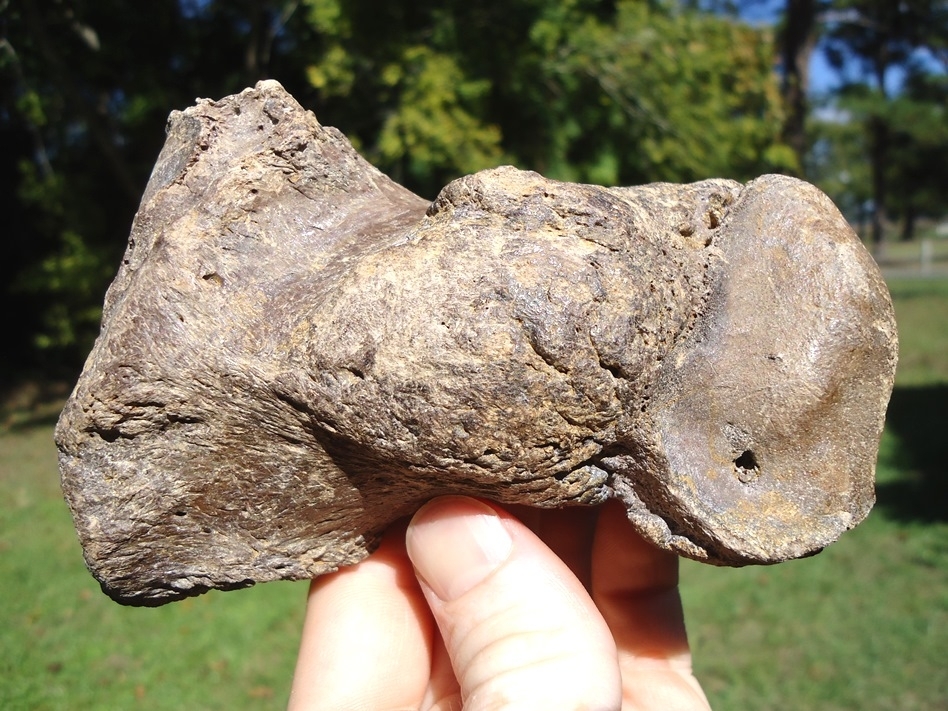 Large image 1 Top Quality Giant Ground Sloth Metapodial