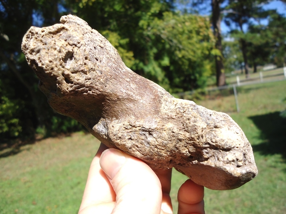 Large image 2 Top Quality Giant Ground Sloth Metapodial