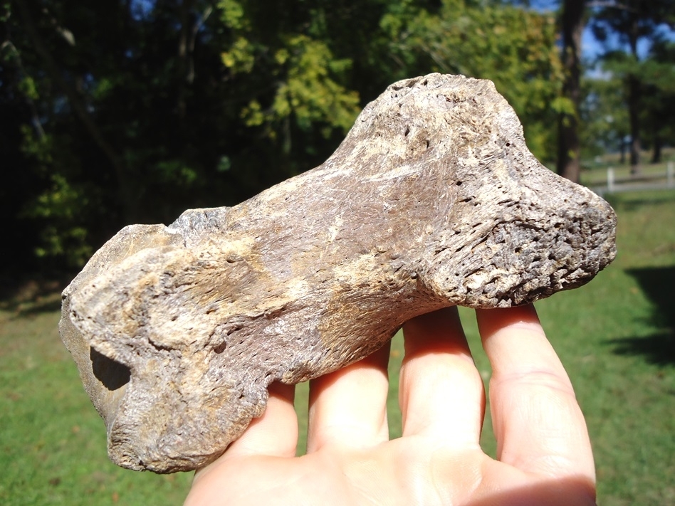 Large image 4 Top Quality Giant Ground Sloth Metapodial