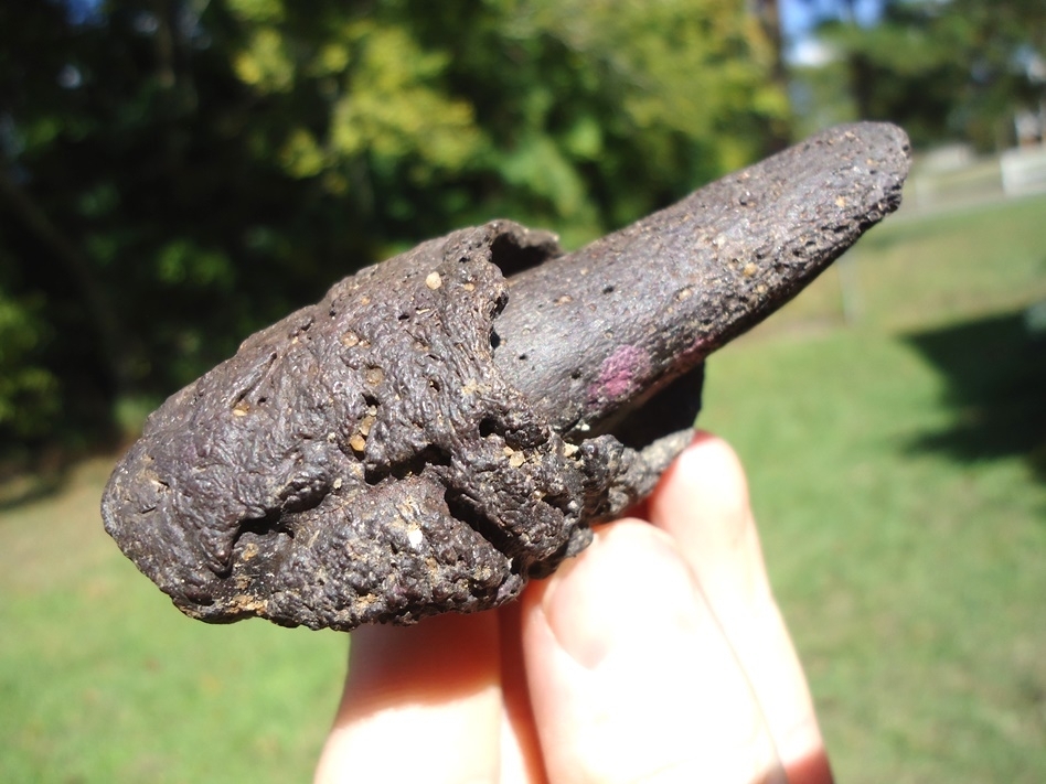 Large image 2 Exceptional Sloth Claw with Sheath