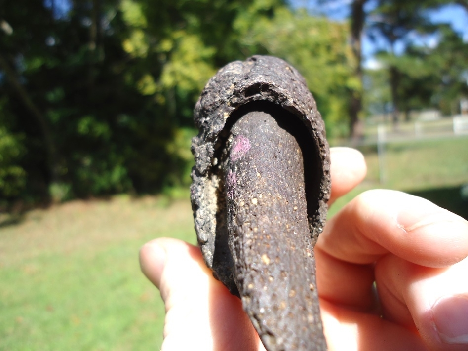 Large image 3 Exceptional Sloth Claw with Sheath