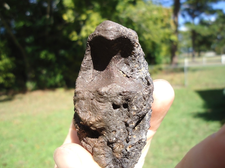 Large image 4 Exceptional Sloth Claw with Sheath