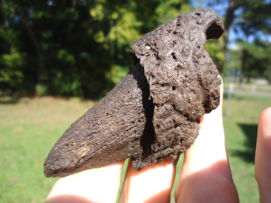 Large image 5 Exceptional Sloth Claw with Sheath