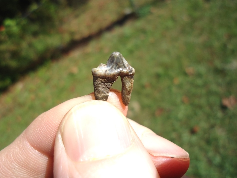 Large image 2 Perfect Coyote Premolar Tooth