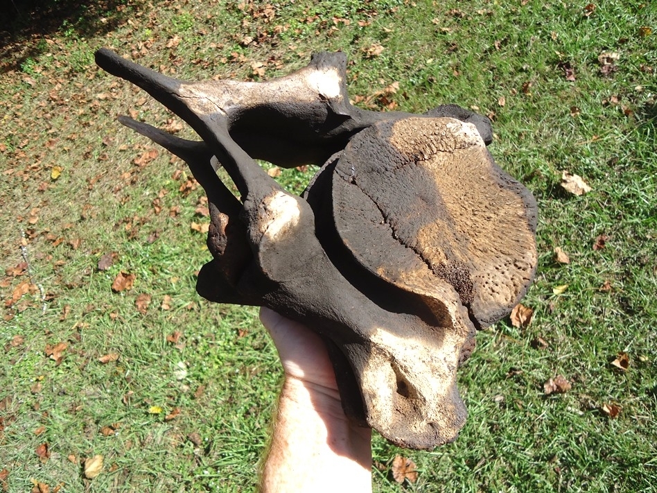 Large image 11 Incredible Matched Pair of Mastodon Cervical Vertebrae