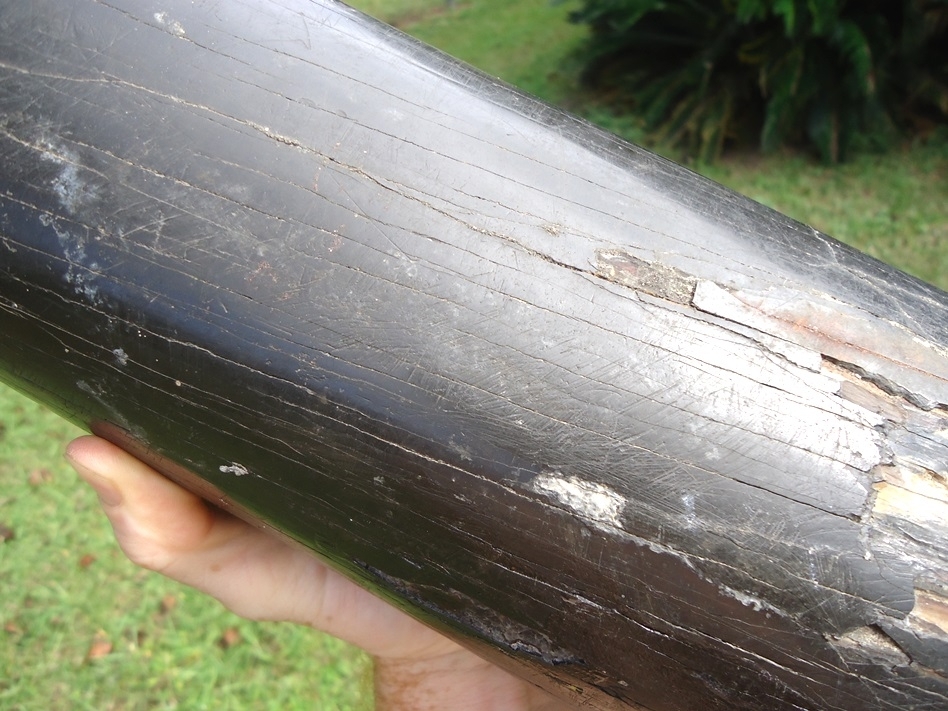 Large image 3 Massive 13lb  Section of Gomphothere Tusk