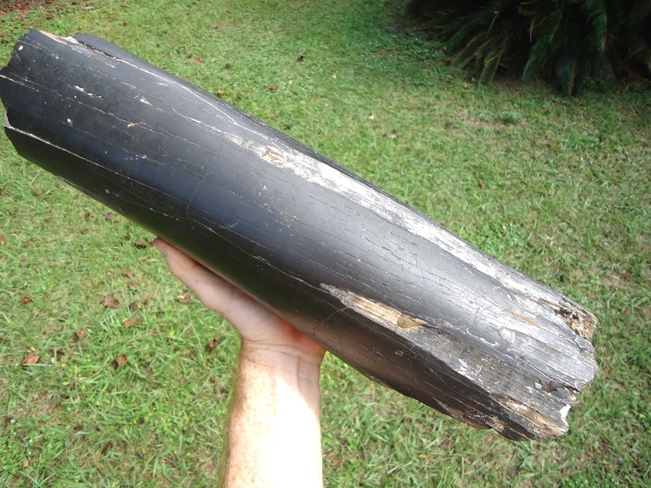 Large image 4 Massive 13lb  Section of Gomphothere Tusk
