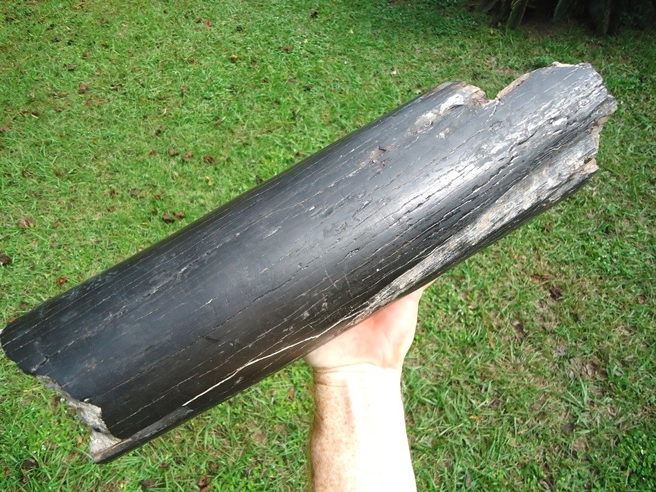 Large image 5 Massive 13lb  Section of Gomphothere Tusk