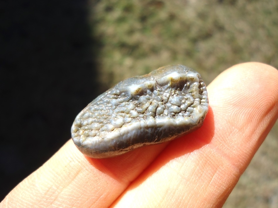 Large image 1 Gorgeous Spectacled Bear Upper Molar