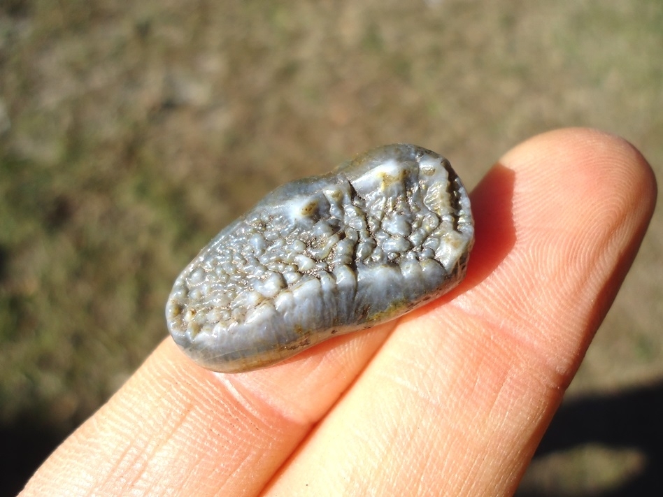 Large image 2 Gorgeous Spectacled Bear Upper Molar
