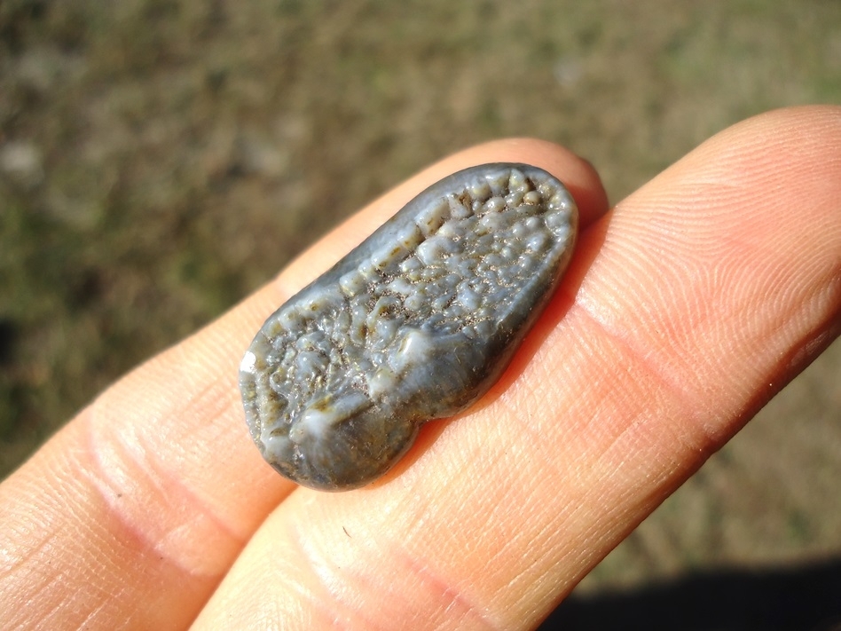 Large image 3 Gorgeous Spectacled Bear Upper Molar