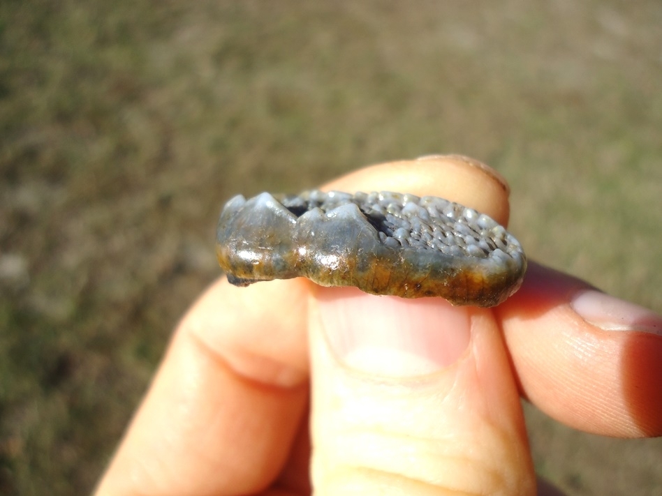 Large image 4 Gorgeous Spectacled Bear Upper Molar