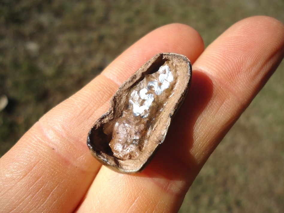 Large image 5 Gorgeous Spectacled Bear Upper Molar