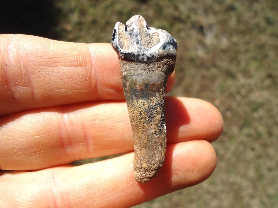Large image 1 Gorgeous Partial Saber Cat Premolar