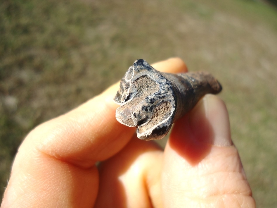 Large image 2 Gorgeous Partial Saber Cat Premolar