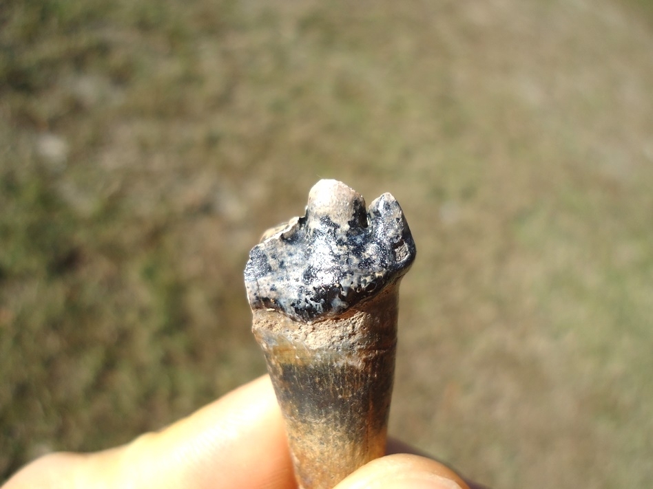 Large image 3 Gorgeous Partial Saber Cat Premolar