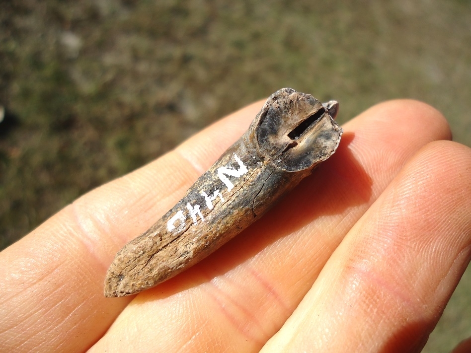 Large image 4 Gorgeous Partial Saber Cat Premolar