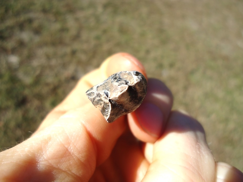 Large image 5 Gorgeous Partial Saber Cat Premolar
