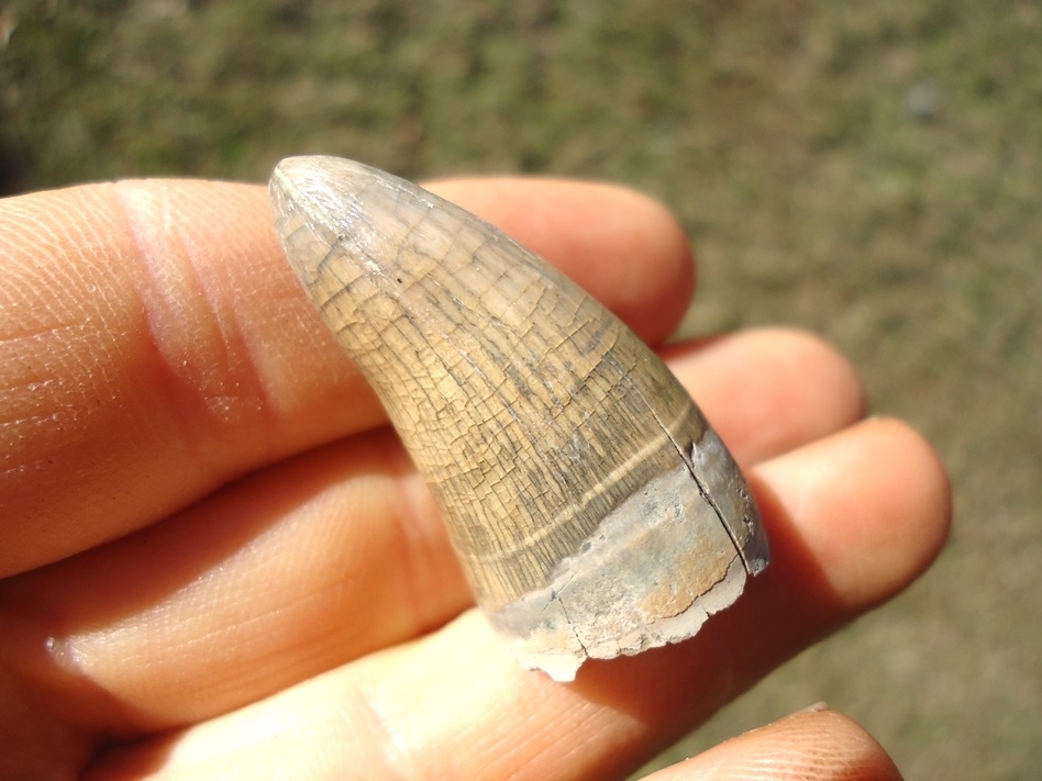 Large image 3 Top Quality Colorful Alligator Tooth