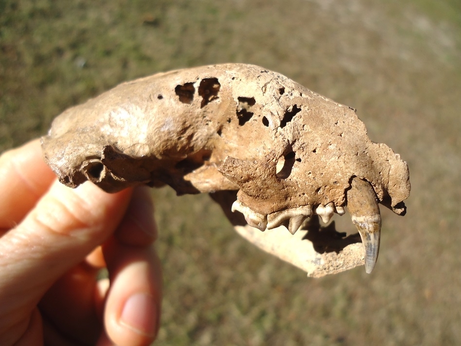Large image 1 Fantastic Striped Skunk Skull and Associated Mandible