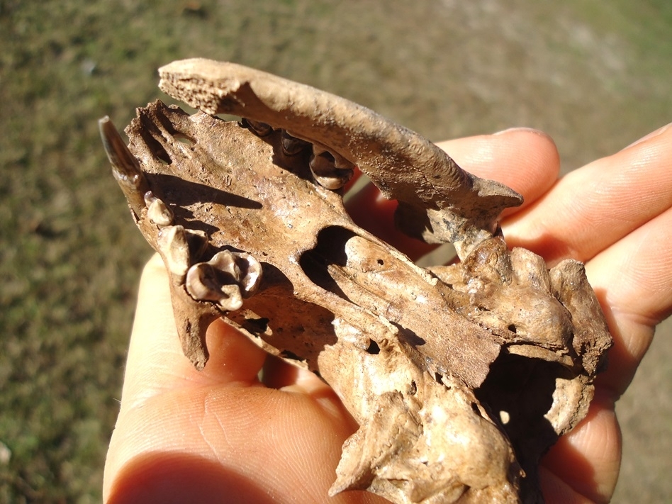 Large image 2 Fantastic Striped Skunk Skull and Associated Mandible