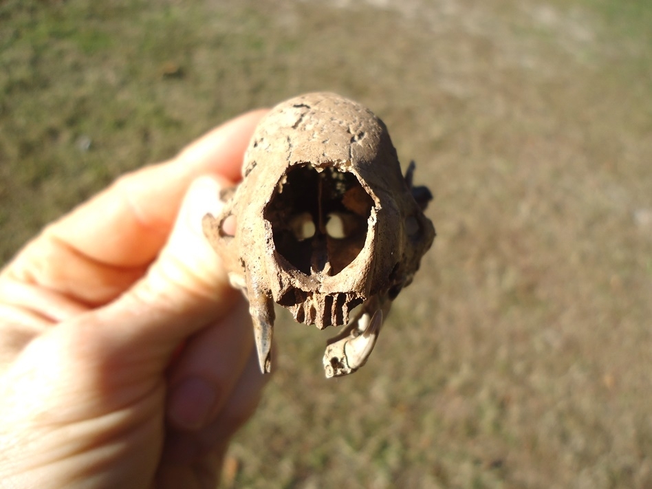 Large image 3 Fantastic Striped Skunk Skull and Associated Mandible