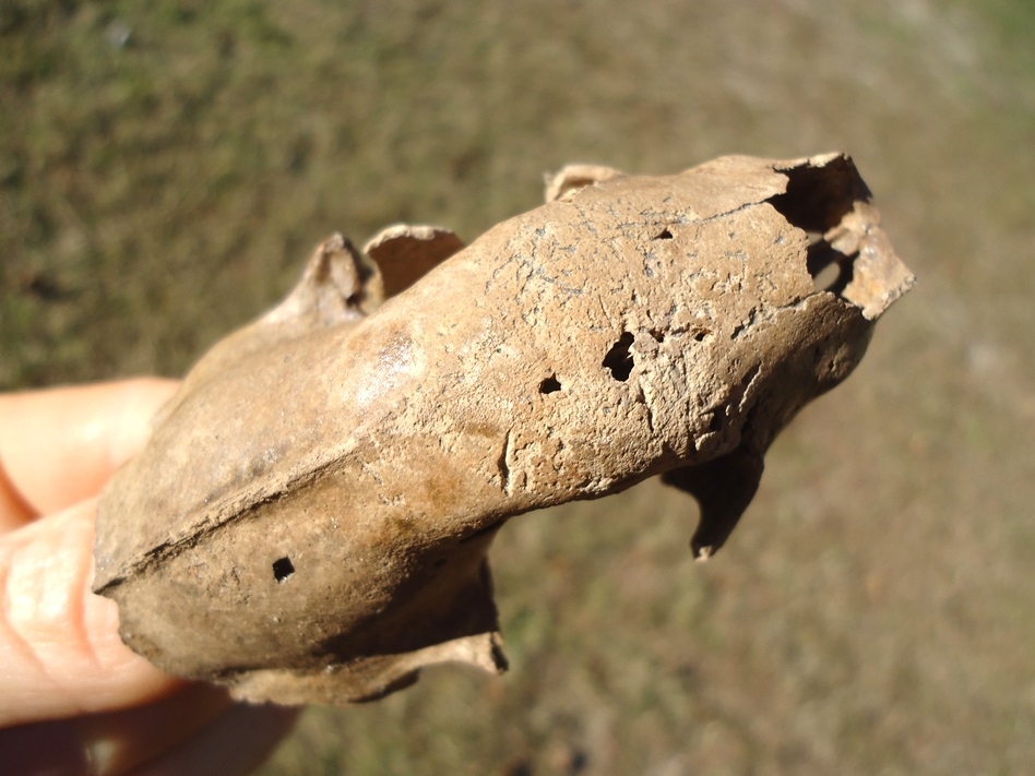Large image 4 Fantastic Striped Skunk Skull and Associated Mandible