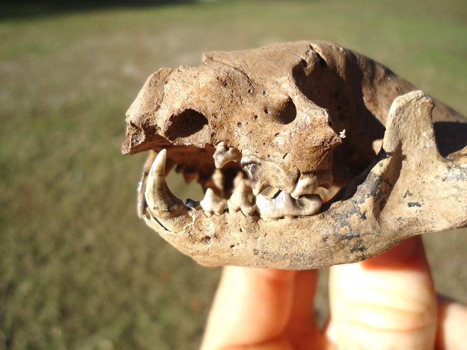 Large image 5 Fantastic Striped Skunk Skull and Associated Mandible