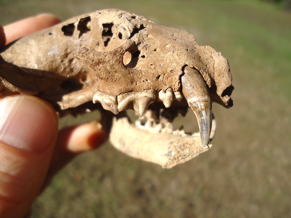 Large image 6 Fantastic Striped Skunk Skull and Associated Mandible
