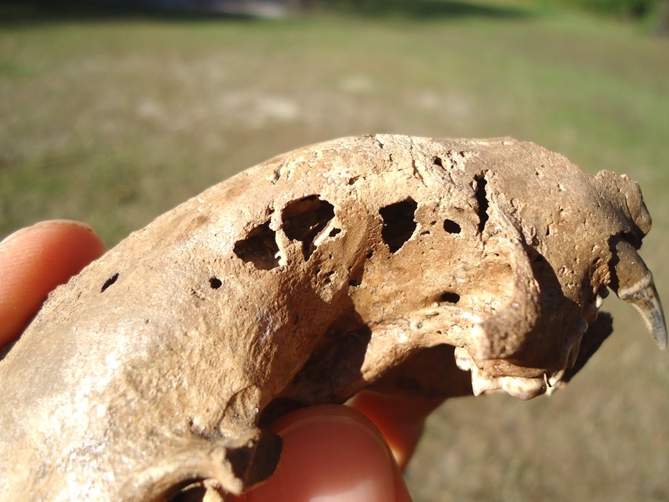 Large image 7 Fantastic Striped Skunk Skull and Associated Mandible
