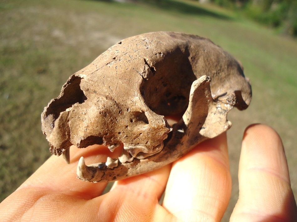 Large image 8 Fantastic Striped Skunk Skull and Associated Mandible