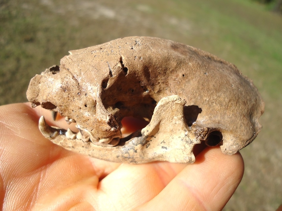 Large image 9 Fantastic Striped Skunk Skull and Associated Mandible