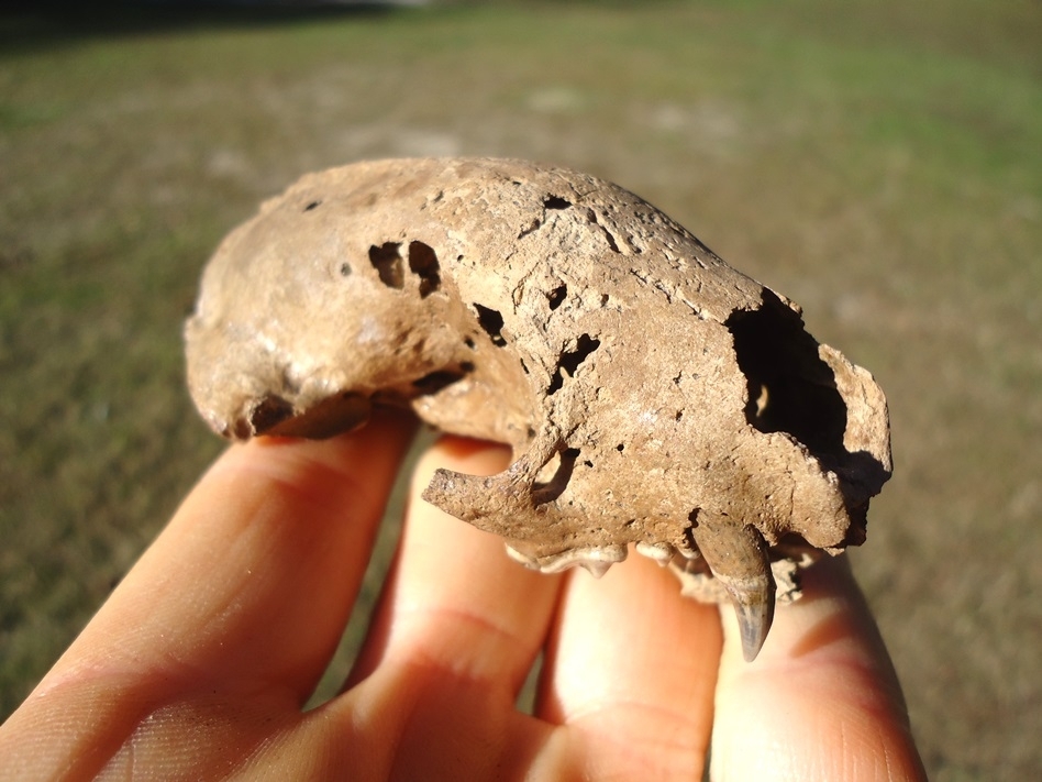 Large image 10 Fantastic Striped Skunk Skull and Associated Mandible