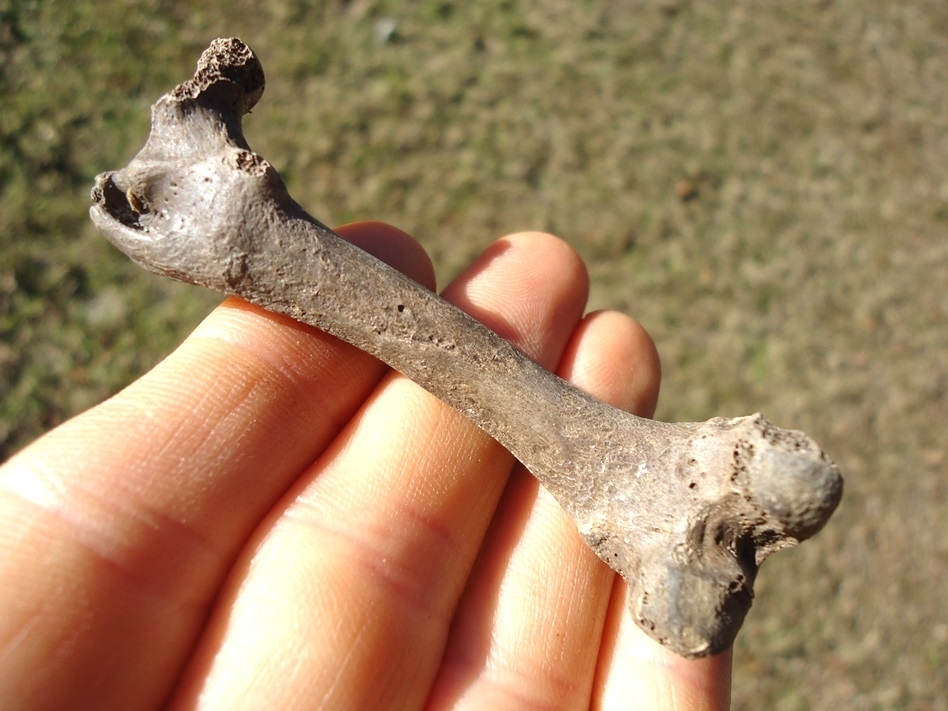 Large image 1 Excellent Otter Femur