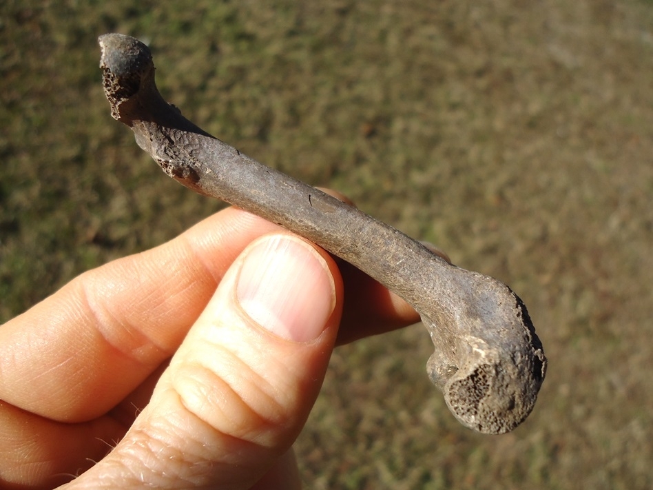 Large image 2 Excellent Otter Femur
