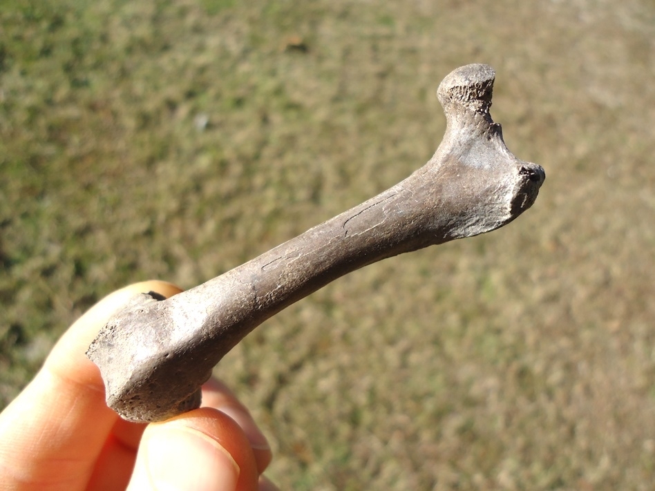 Large image 3 Excellent Otter Femur