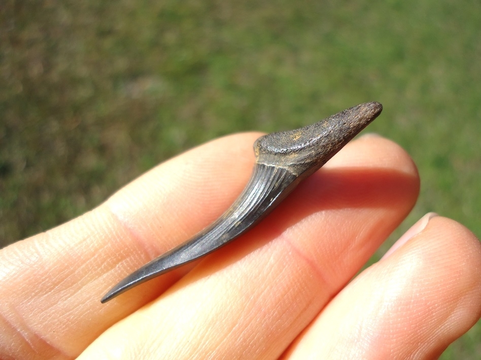Large image 2 Excellent Goblin Shark Tooth
