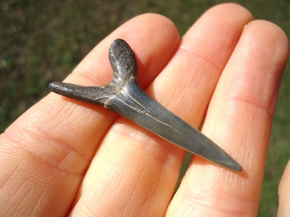 Large image 1 Excellent Goblin Shark Tooth