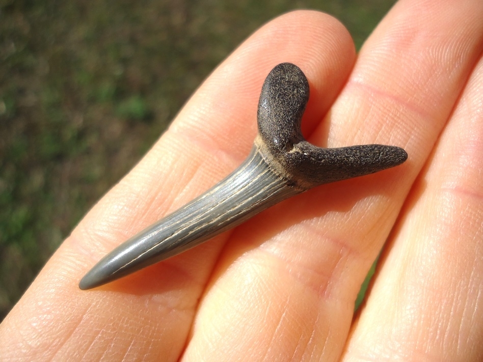 Large image 2 Excellent Goblin Shark Tooth
