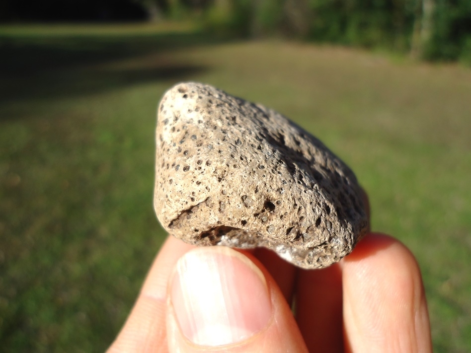 Large image 1 Rare Glyptodon Spike Scute