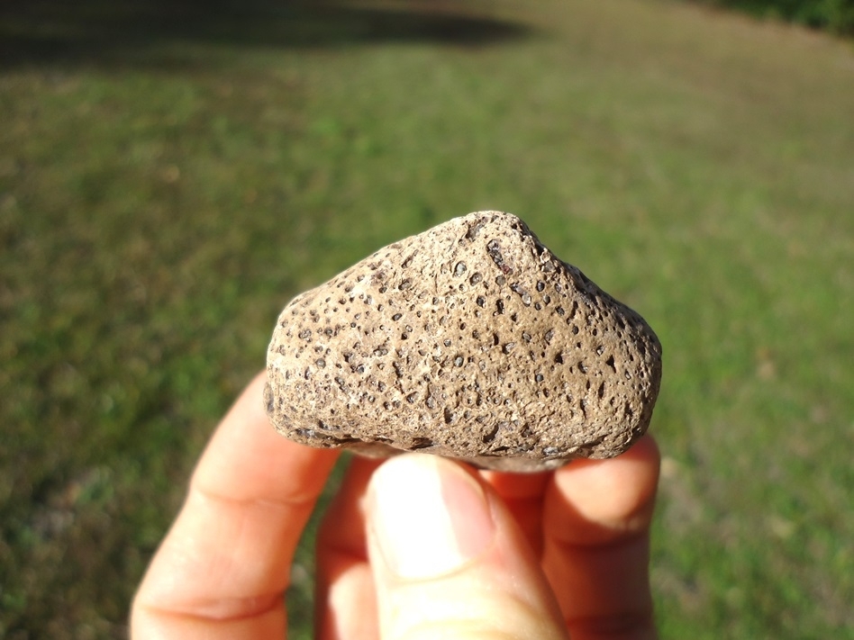 Large image 3 Rare Glyptodon Spike Scute