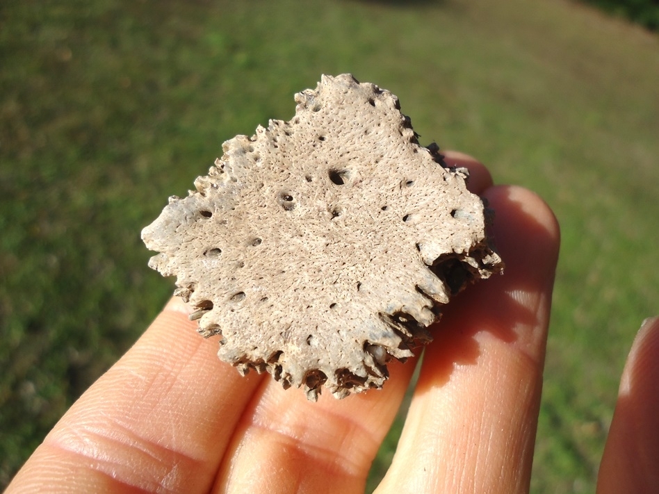 Large image 3 Choice Quality Glyptodon Scute