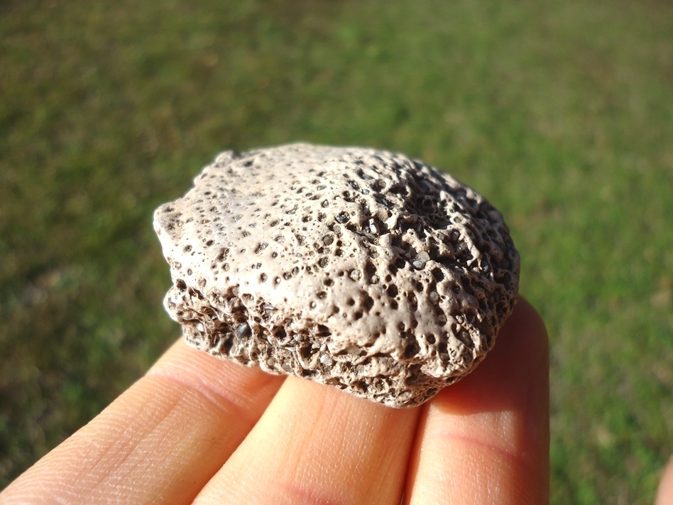 Large image 1 Choice Quality Glyptodon Scute
