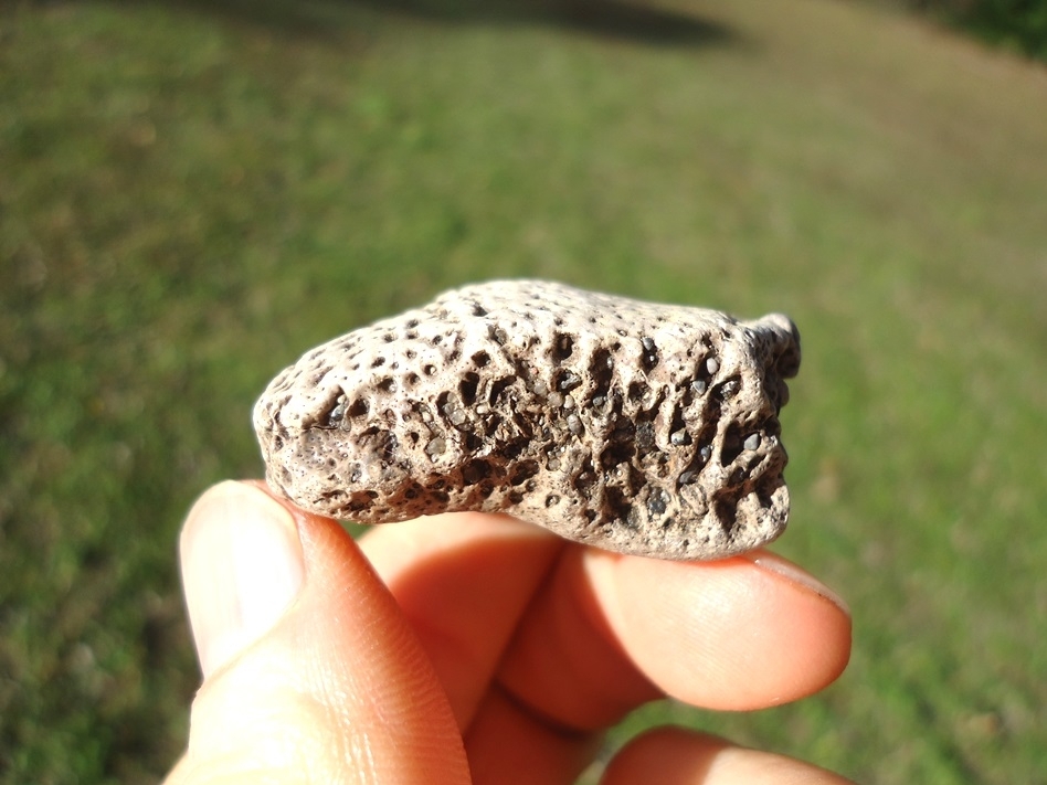 Large image 2 Choice Quality Glyptodon Scute