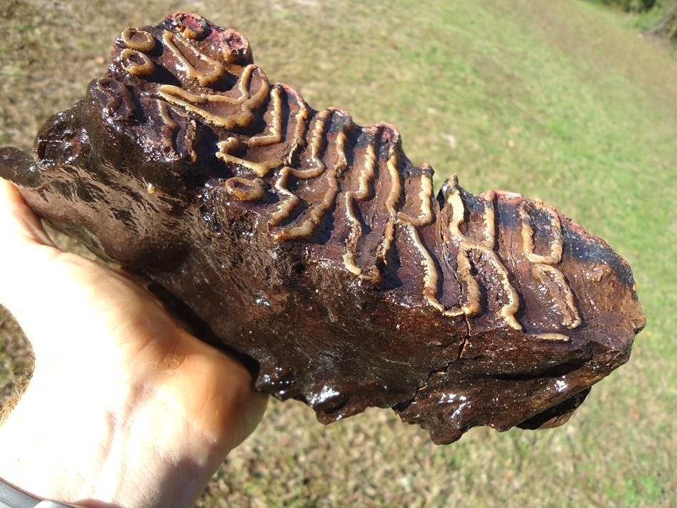 Large image 7 Unique Pathological Mammoth Tooth with Pink Algae